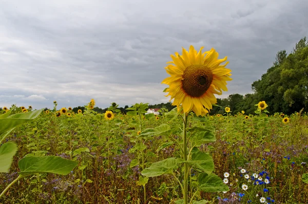 stock image Meadow with flowers