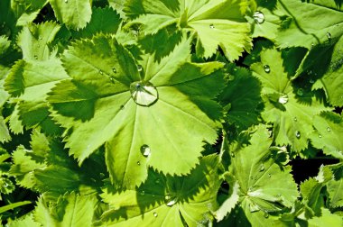 Stevia rebaudiana şeker için bitkisel destek