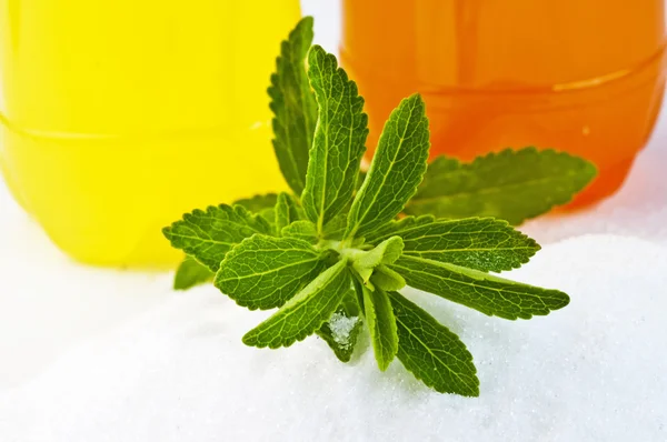 Stevia rebaudiana, ziołowych wsparcie dla cukru — Zdjęcie stockowe