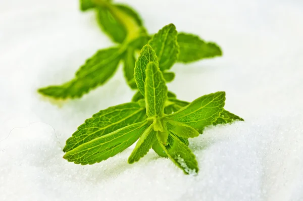 Stevia rebaudiana, ziołowych wsparcie dla cukru — Zdjęcie stockowe