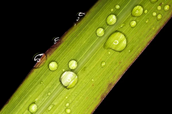 Grön med droppar — Stockfoto