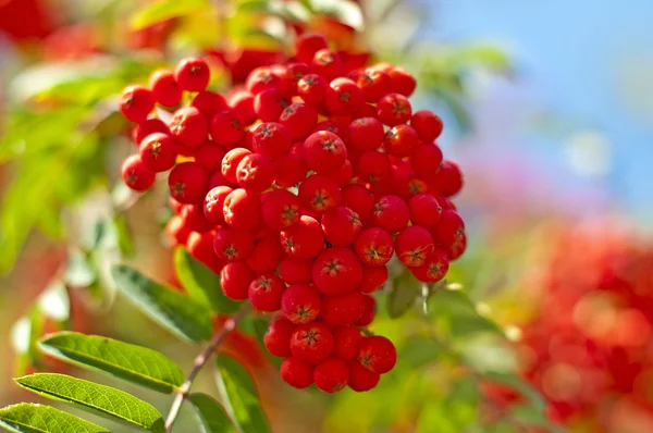 Rowan-berry — Stock fotografie