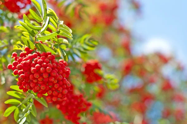 Rowan-berry — Stock fotografie