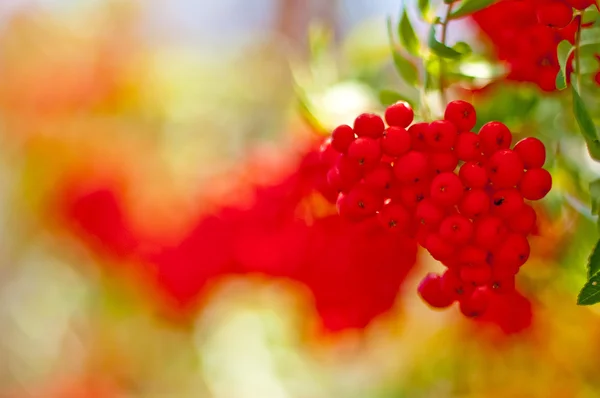 Rowan-berry — Stock Photo, Image