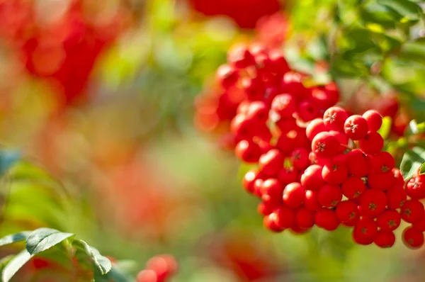 Rowan-berry — Stockfoto