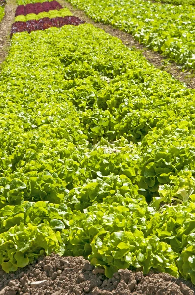 Salata yetiştirme — Stok fotoğraf
