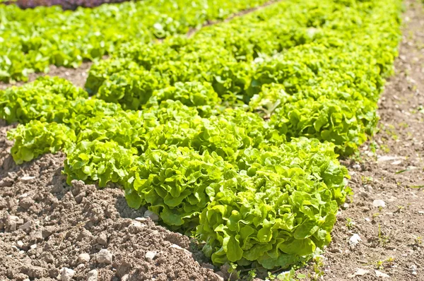Cultivo de saladas — Fotografia de Stock