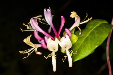 Chinese medicinal plant honeysuckle clipart