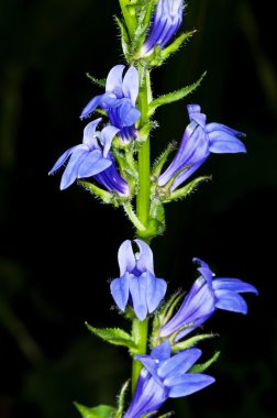 Lobelia, medicinal plant of the American Indians clipart