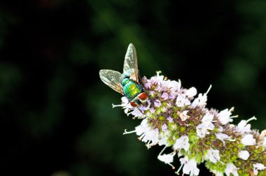 Fly, Lucilia caesar. clipart