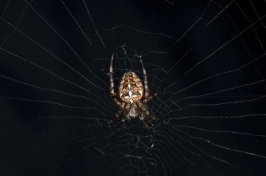 Bahçe örümceği, Araneus diadematus