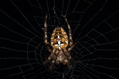 Bahçe örümceği, Araneus diadematus