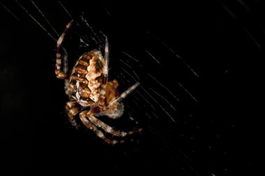 Garden spider, Araneus diadematus clipart