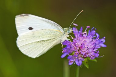 lahana kelebek, pieris brassicae