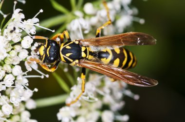 eşek arısı, paravespula vulgaris