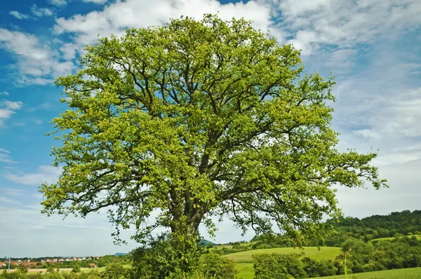 Yaz aylarında ağacında — Stok fotoğraf
