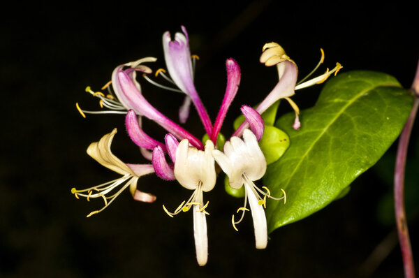 Chinese medicinal plant honeysuckle