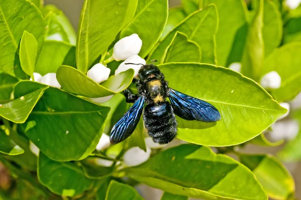 Pszczoła Carpenter, xylocopa violacea l. — Zdjęcie stockowe