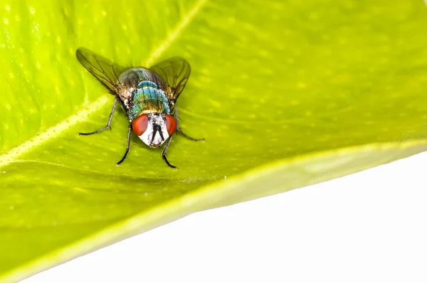 Green fly, Lucilia caesar — Stock Photo, Image