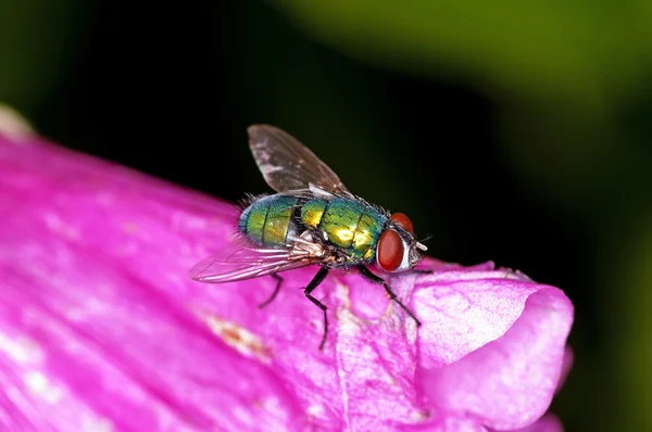 Fly, lucilia Цезаря . — стокове фото
