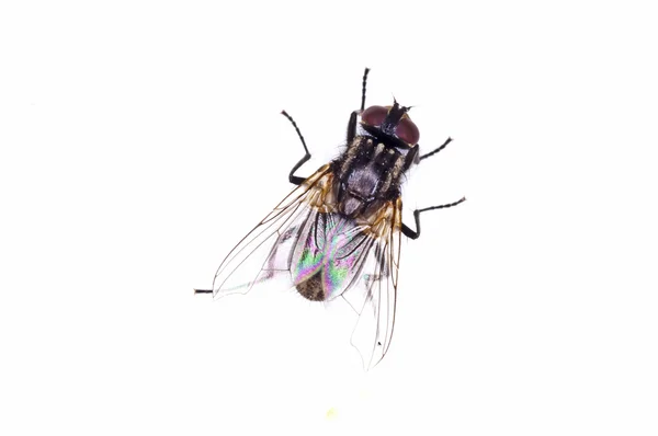 Fly, Callipohora vicina — Stock Photo, Image