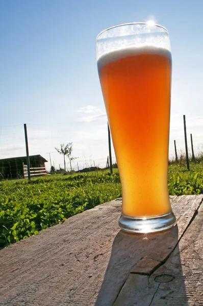 Buğday bira — Stok fotoğraf