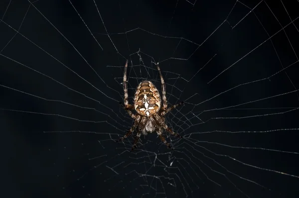 Bahçe örümceği, Araneus diadematus — Stok fotoğraf