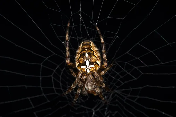 花园蜘蛛，Araneus diadematus — 图库照片
