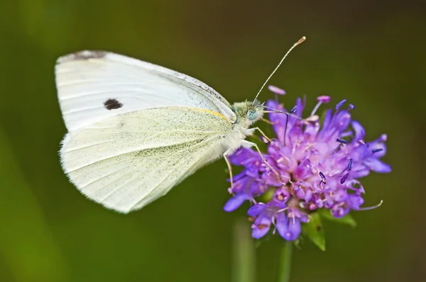 Cabbage butterfly, Pieris brassicae — Stock Photo, Image