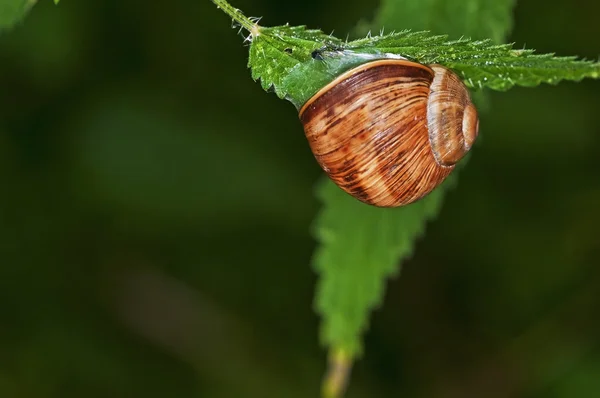 Lage garden snail, Helix pomatia — Stock Photo, Image