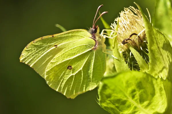 Brimstone butterfly, Gonepteryx rhamni — Stock Photo, Image
