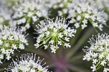 Angelica, Angelica sylvestris clipart