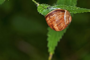 Lage Bahçe salyangoz, helezon pomatia