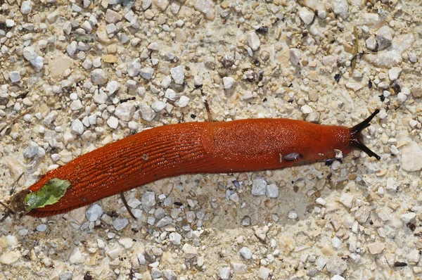 Snail, Arion rufus — Stock Photo, Image