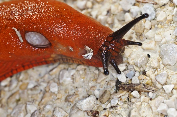 stock image Snail, Arion rufus