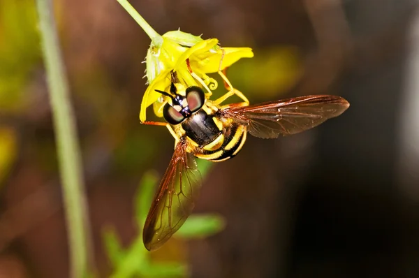 Hover-fly, Myrathropa, spec . — Photo