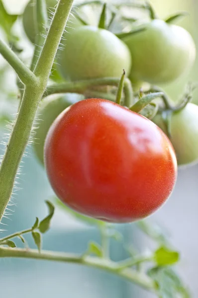 Tomato plant with ripe and unripe fruits — Stock Photo, Image