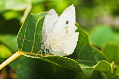 lahana kelebek, pieris brassicae