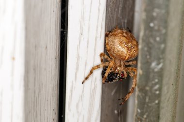 Bahçe örümcek, araneus diadematus erkek