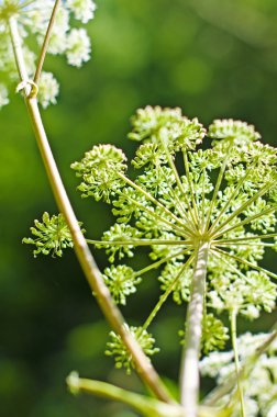 Angelica, Angelica sylvestris clipart