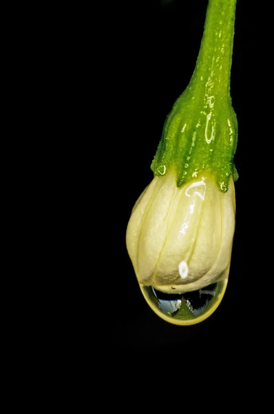 Flor de chile con gotas de lluvia —  Fotos de Stock