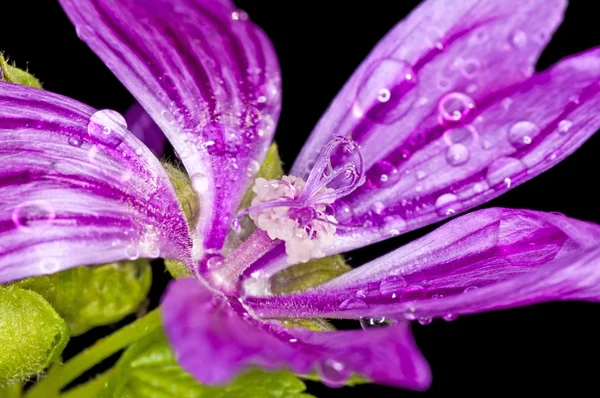 Mauve, plante médicinale avec gouttes de pluie — Photo