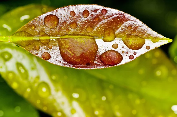 Leaf with rain-drops — Stock Photo, Image