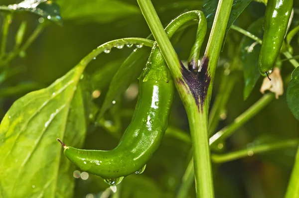 Chili met regendruppels