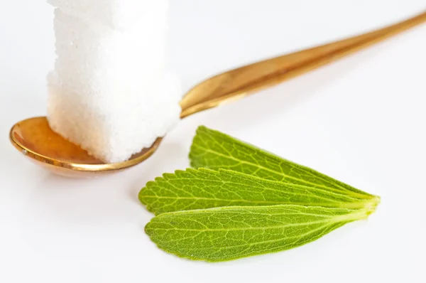 Stevia rebaudiana, Unterstützung für Zucker — Stockfoto