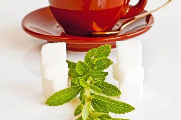 Stevia rebaudiana, apoyo al azúcar — Foto de Stock