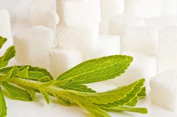 Stock image Stevia rebaudiana, support for sugar