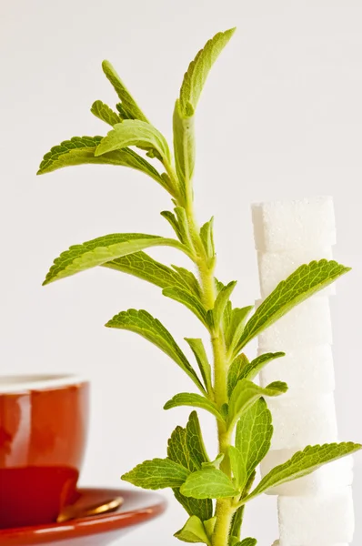 Stevia rebaudiana, apoio ao açúcar — Fotografia de Stock