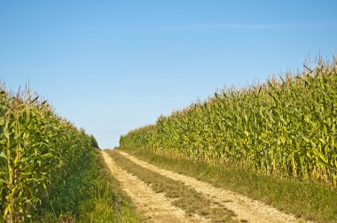 Field of corn clipart