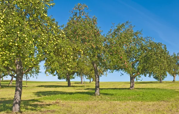 stock image Apple tree